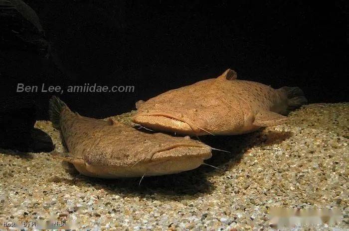 每天认识一种南美鱼79帝王鲸