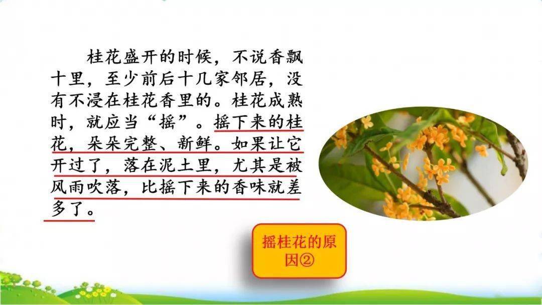 微课堂统编五年级语文上册第3课桂花雨精讲