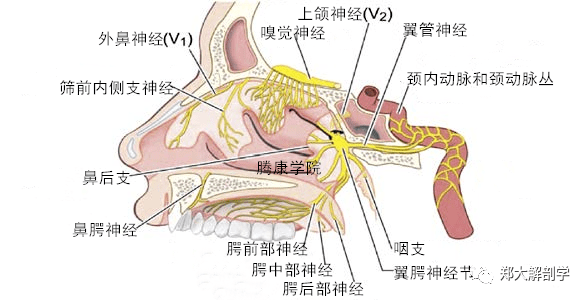 疼痛解剖学蝶腭神经节