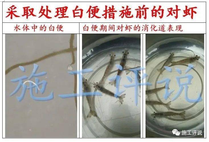 望闻问切看虾病对虾胃部发黑发红发绿消化道白色等是咋回事