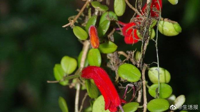 我国科研人员发现"隐世"百年的贝叶芒毛苣苔