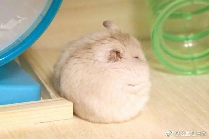 好可爱一只仓鼠球,毛茸茸的手感肯定很好!