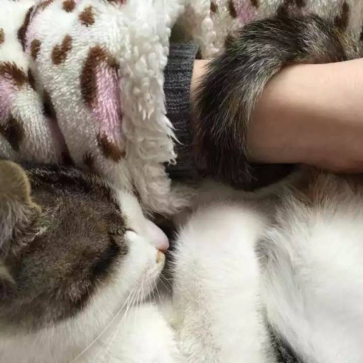 当我惹毛了猫后,可怕的事情发生了