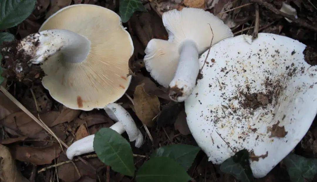 这种尚无治疗特效药的食物中毒又来了,而且救治过程中常常需要输血