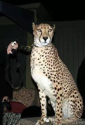 北非猎豹( a. j. hecki )