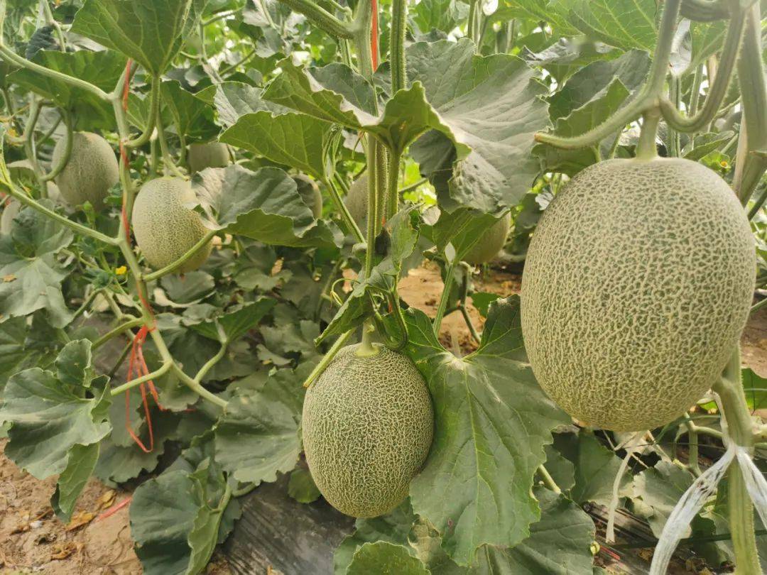 一口甜到心底为夏而生的兰考蜜瓜