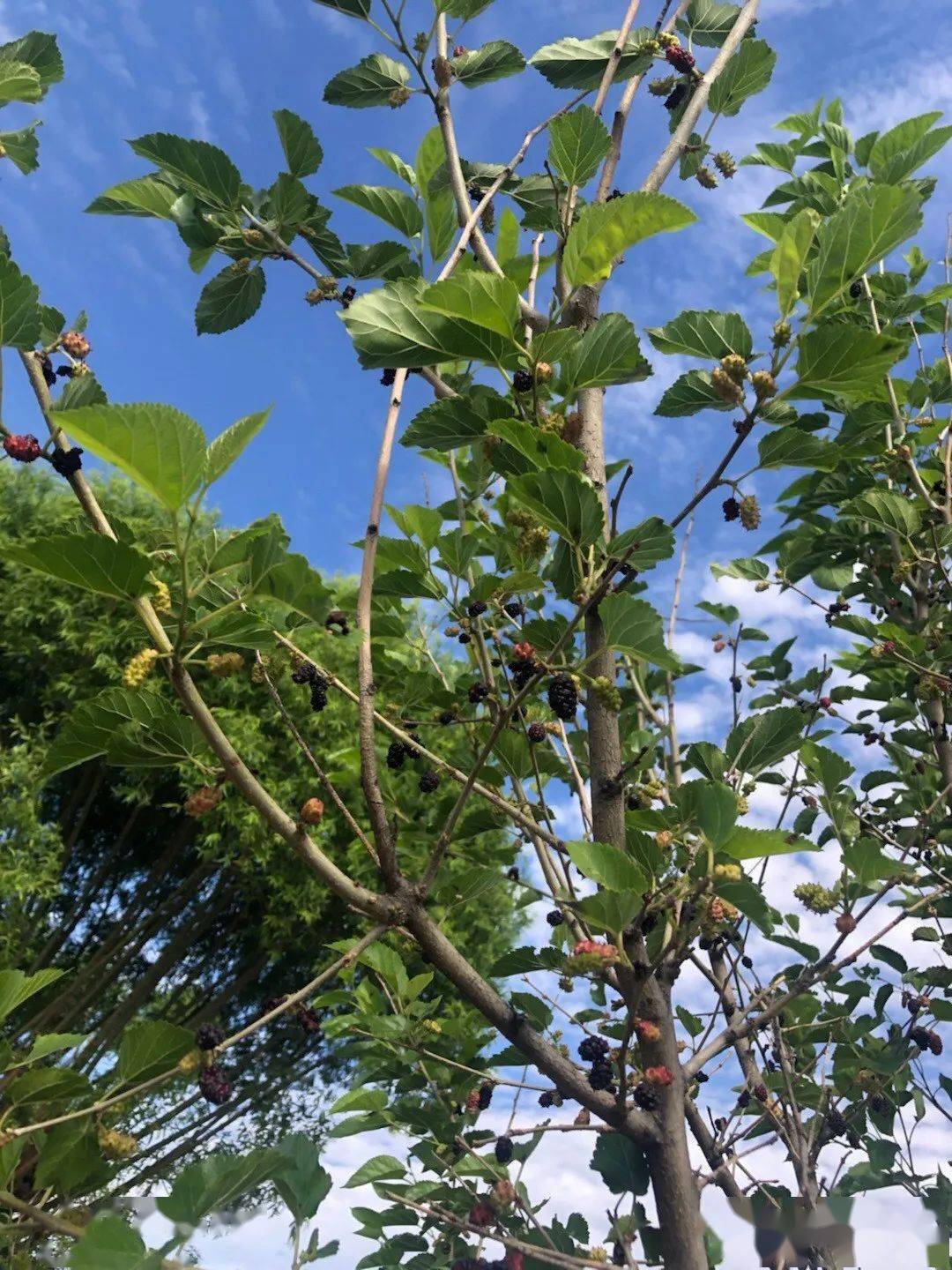 桑树一般适合种在屋后或者与梓树种一起,合成桑梓,桑梓在传统文化中