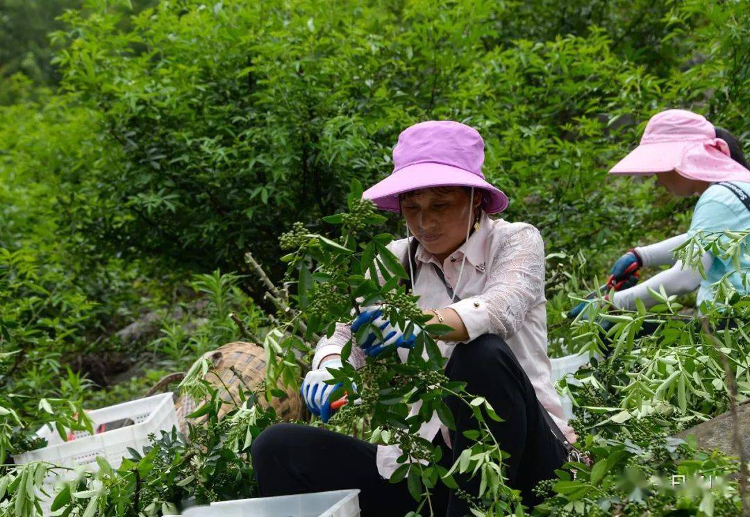 务川花椒迎来采摘季,农民忙采花椒!