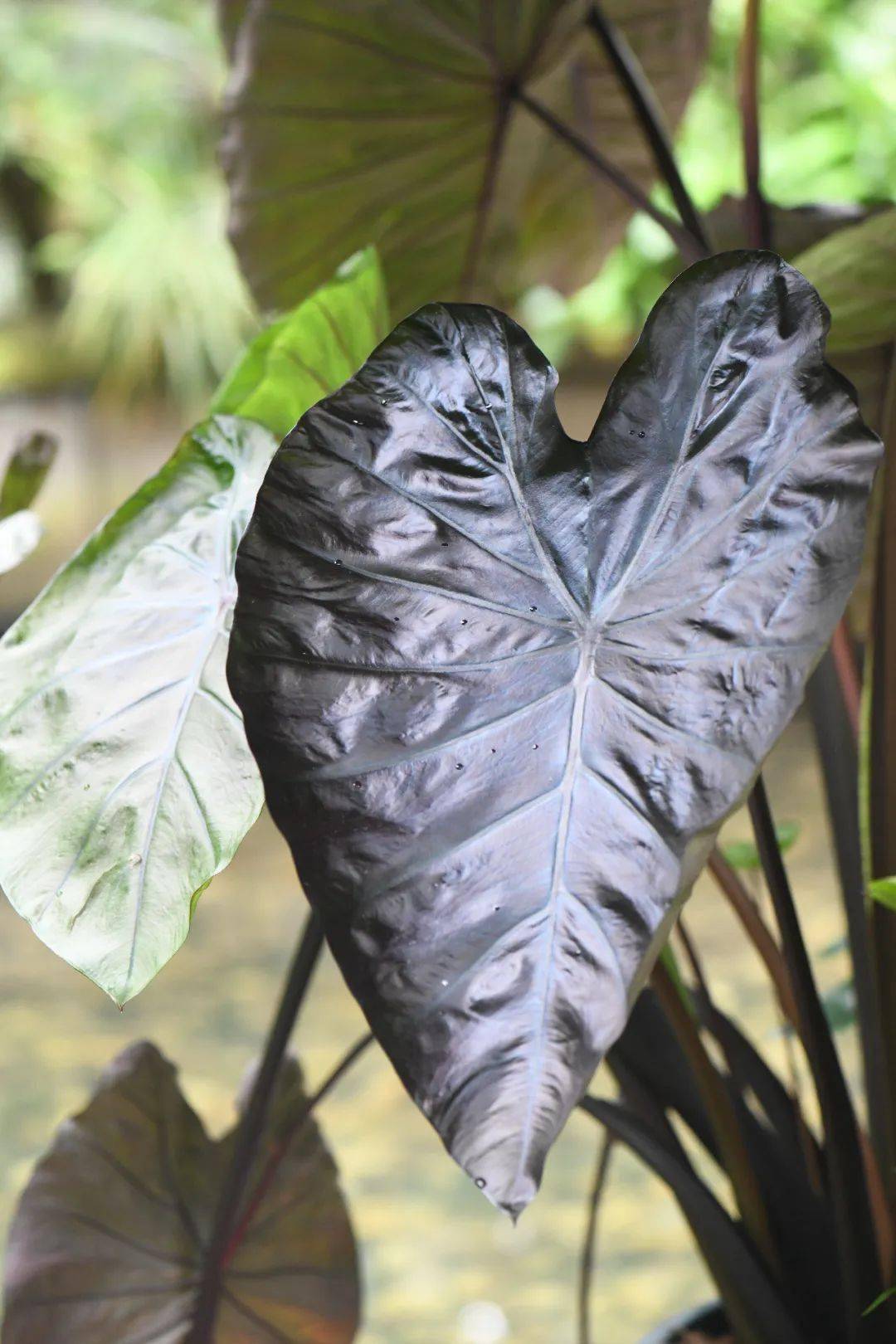 花烛展上的大块头象耳芋