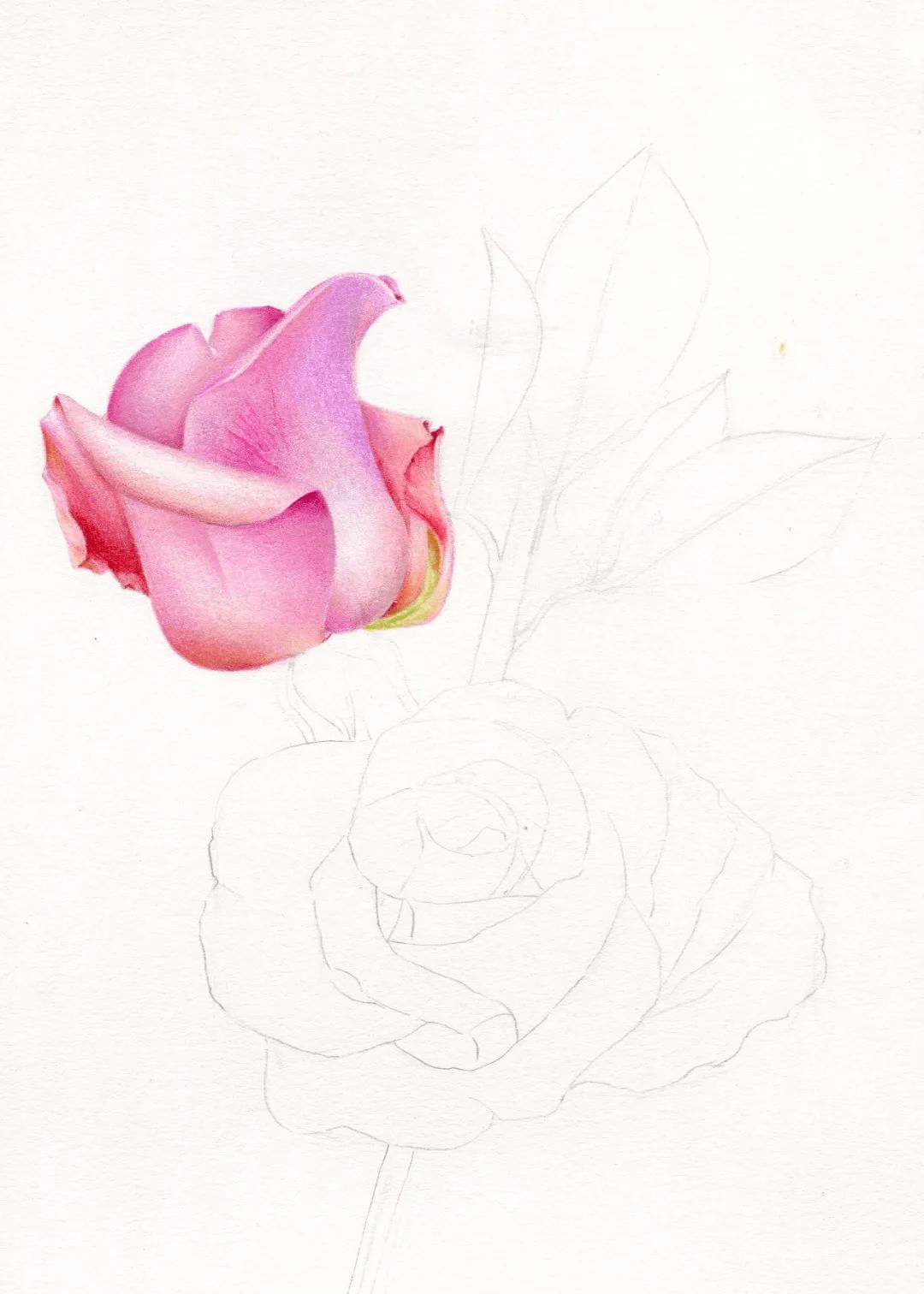 零基础彩铅画入门教程 彩铅画一朵艳丽的月季花