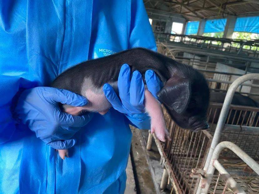 我省首批地方品种冻精猪出生