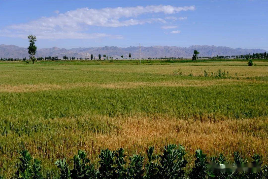 杭后4300亩黑小麦丰收在望!_种植