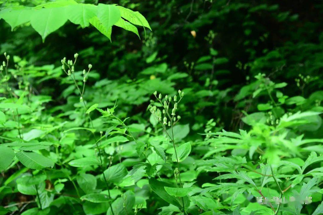 牛耳草還不是花期(花見下圖)如果開起來也是一個小清新黃花的花期溝內