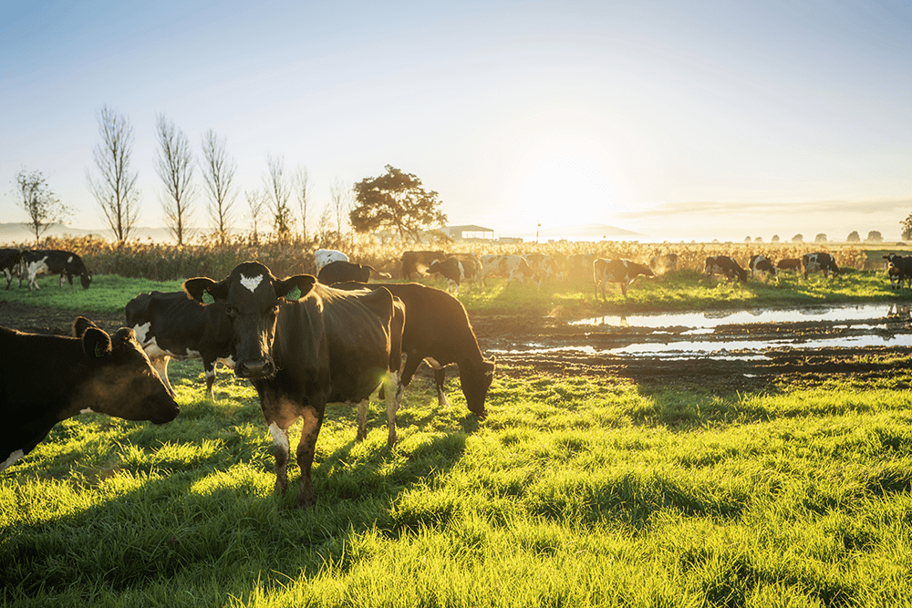 有机草饲圈养牛奶圈也有鄙视链你喝的是哪种