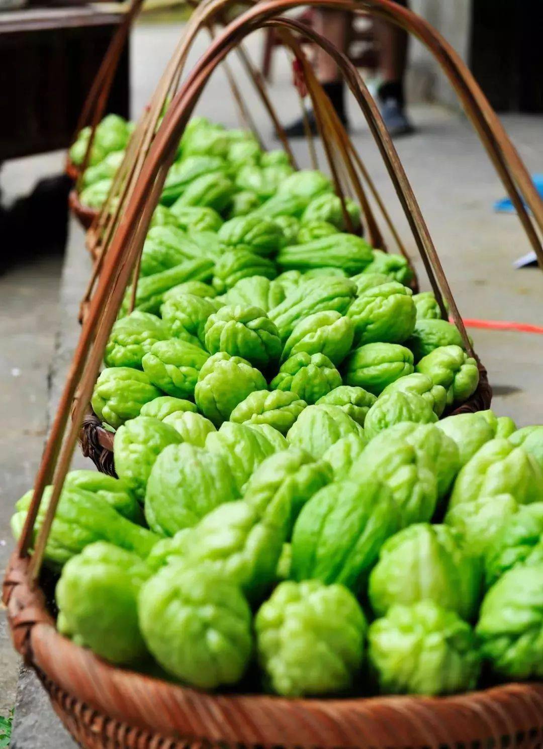 首邑福瓜  满城飘香 宜居宜游  作为洋里乡主要的佛手瓜种植基地 梧溪