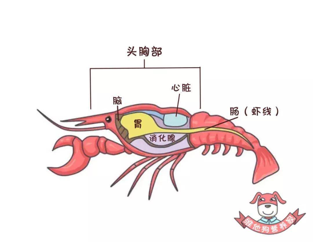 龙虾虽小,但是五脏俱全不过它的重要部位都集中在头胸部