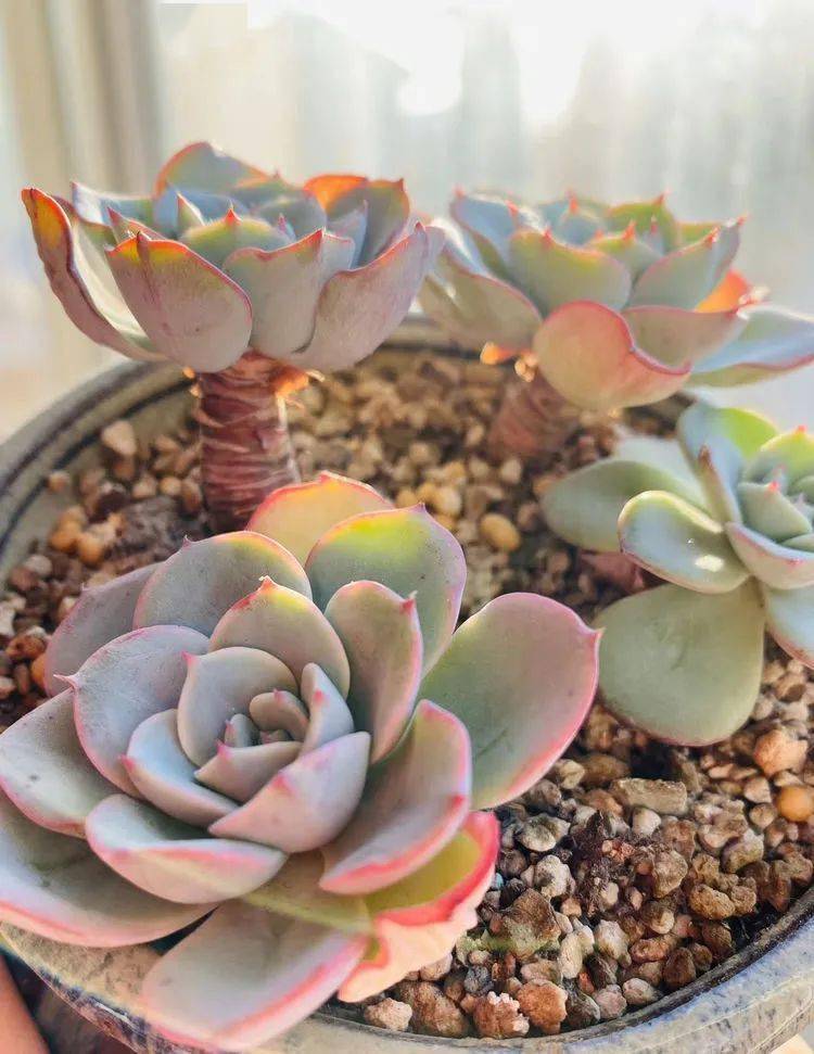 之前长残的白姬,还好没放弃.