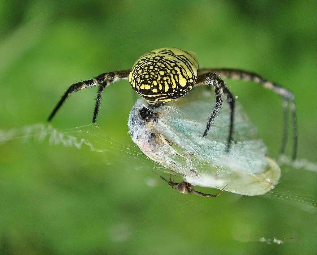 物种图册-好胜金蛛_aemula