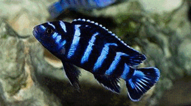 2500㎡超大空间,  200 热带鱼林,  60 互动展品