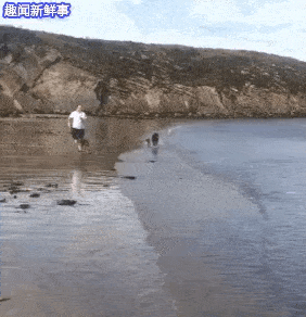 萌物gif动态图可爱萌宠动态图片集锦第五期80张