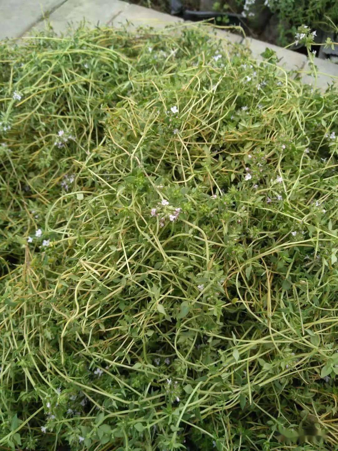甜罗勒鲜叶巴格旦鼠尾草鲜叶香叶玫瑰天竺葵