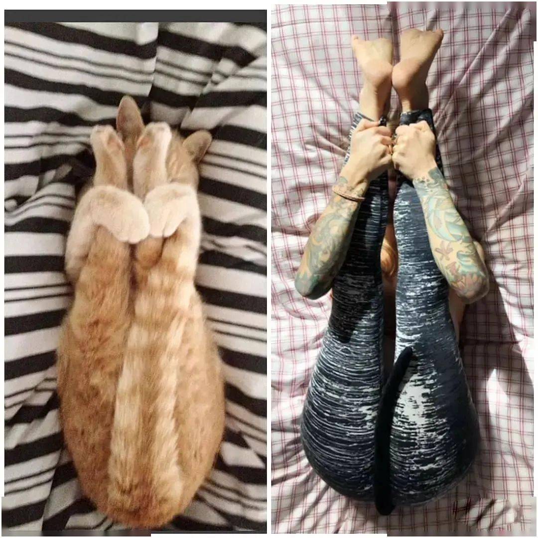 脑洞大开模仿动物练瑜伽搞笑集