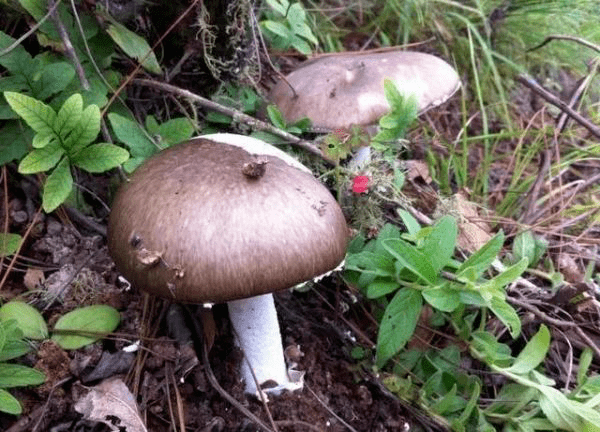 警惕!"不采不食",远离野生蘑菇!