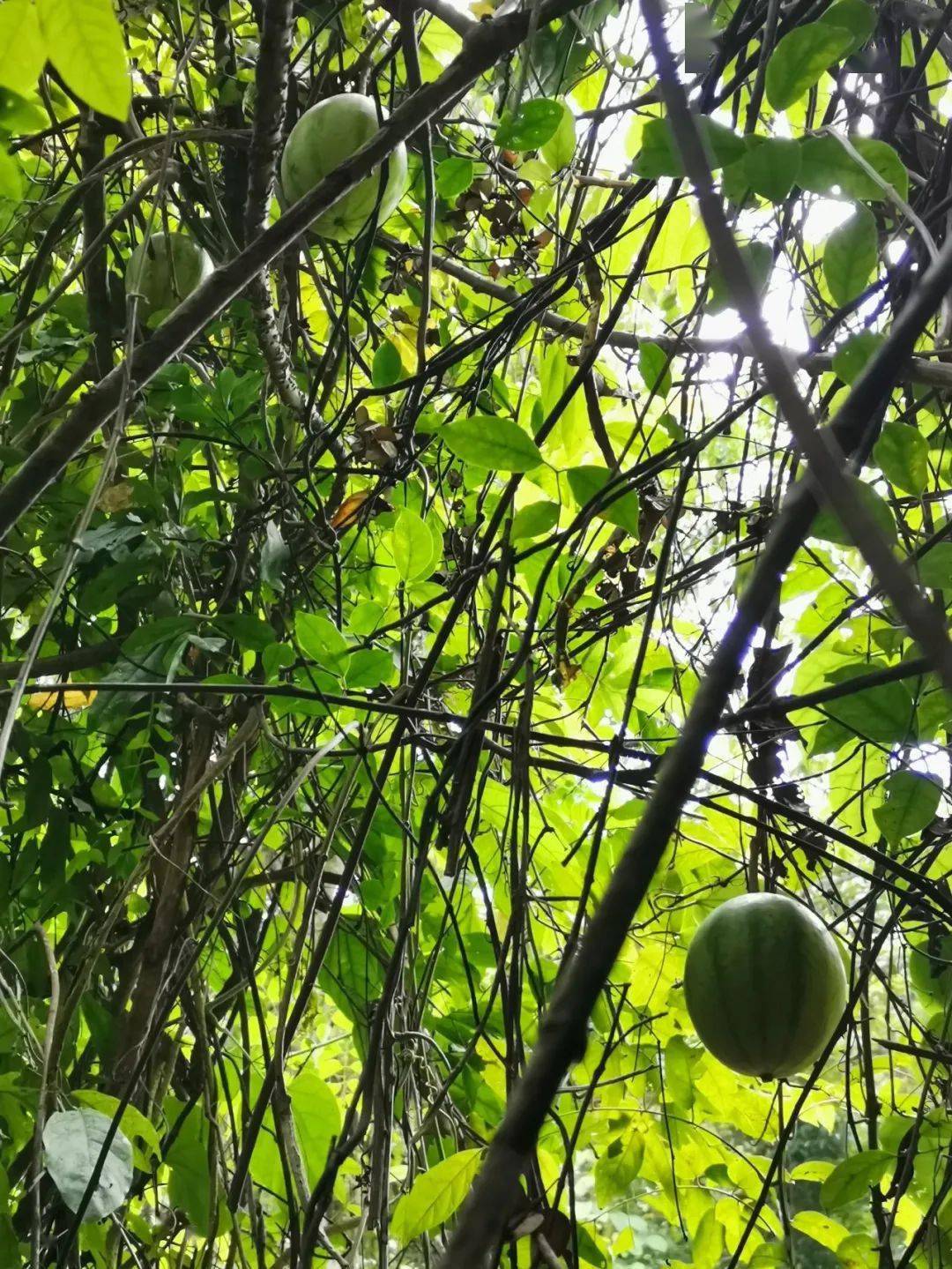 真稀奇广西龙虎山发现树上结了罕见的西瓜你见过吗