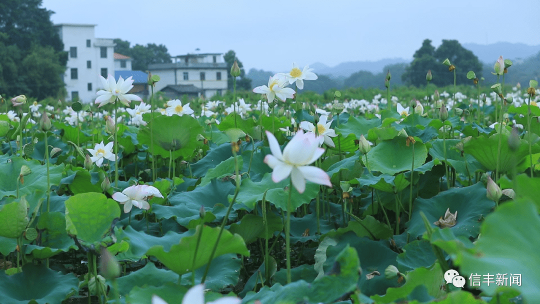 吹醒了嘉定镇周坝村的一池荷花.