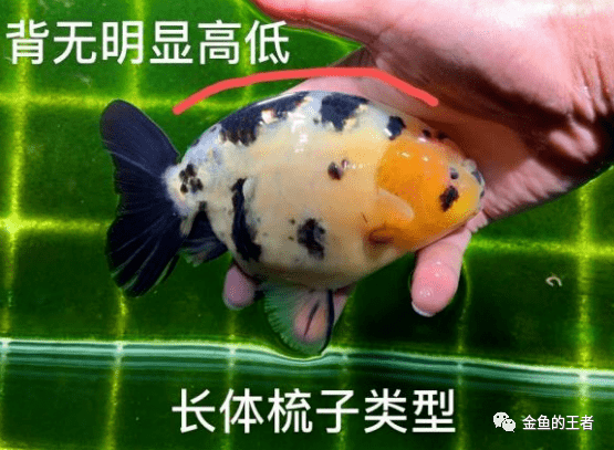 兰寿金鱼梳子背图解图片