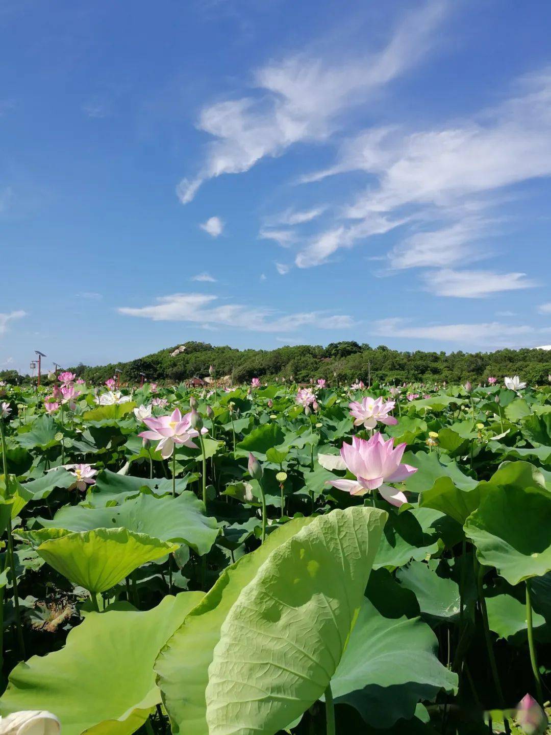 惠来沟疏湿地公园图片