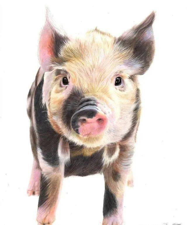 超写实彩铅手绘献上膝盖吧