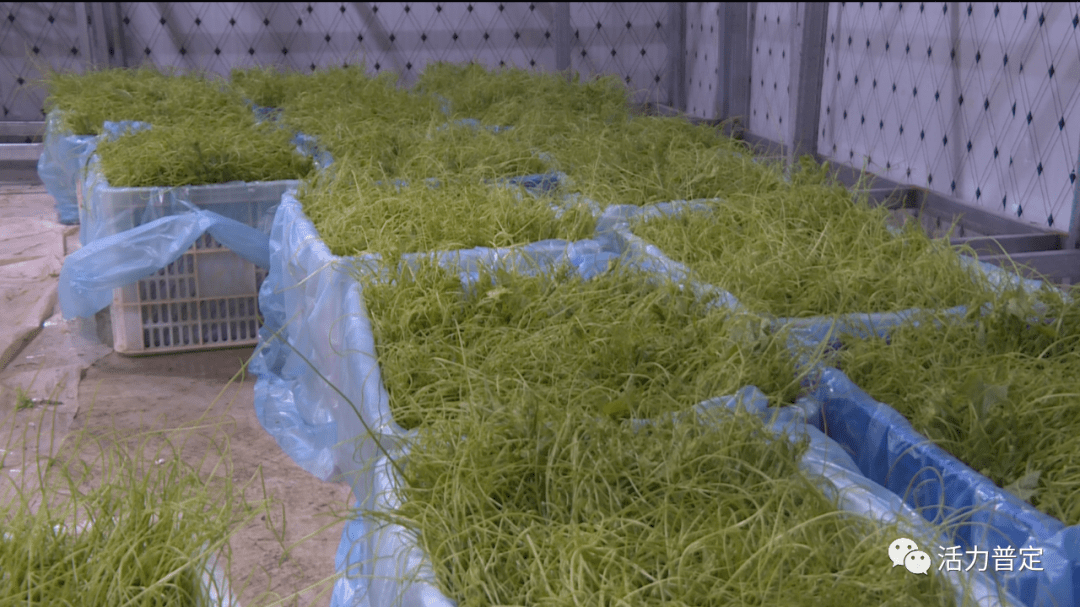 目前,龙须菜种植基地带动附近的农户在这里就业务工,每天达到60至80