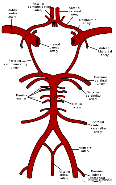 颅底动脉环解剖图图片