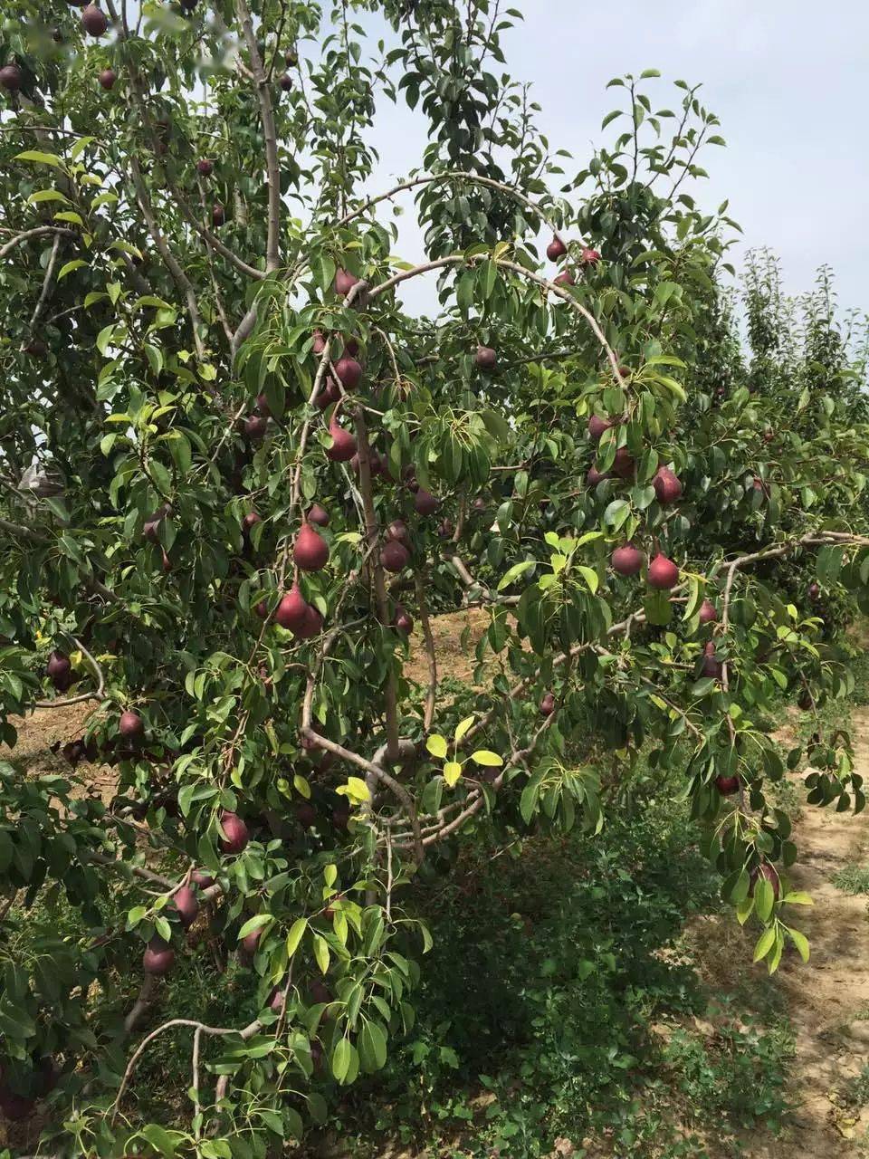 冰淇淋一样用勺子舀着吃的红啤梨299五斤