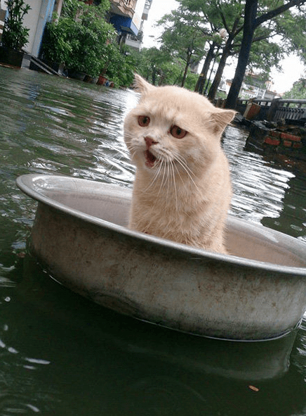 它的小表情亮了一枚在洪水中受困的猫咪▼建议在wifi状态下观看△腾讯