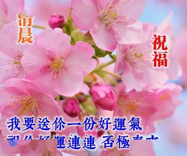 早上好,夏季早安祝福语鲜花图片大全,唯美早晨问候表情