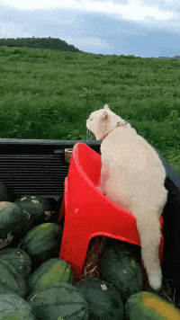 200_356gif 动态图 动图