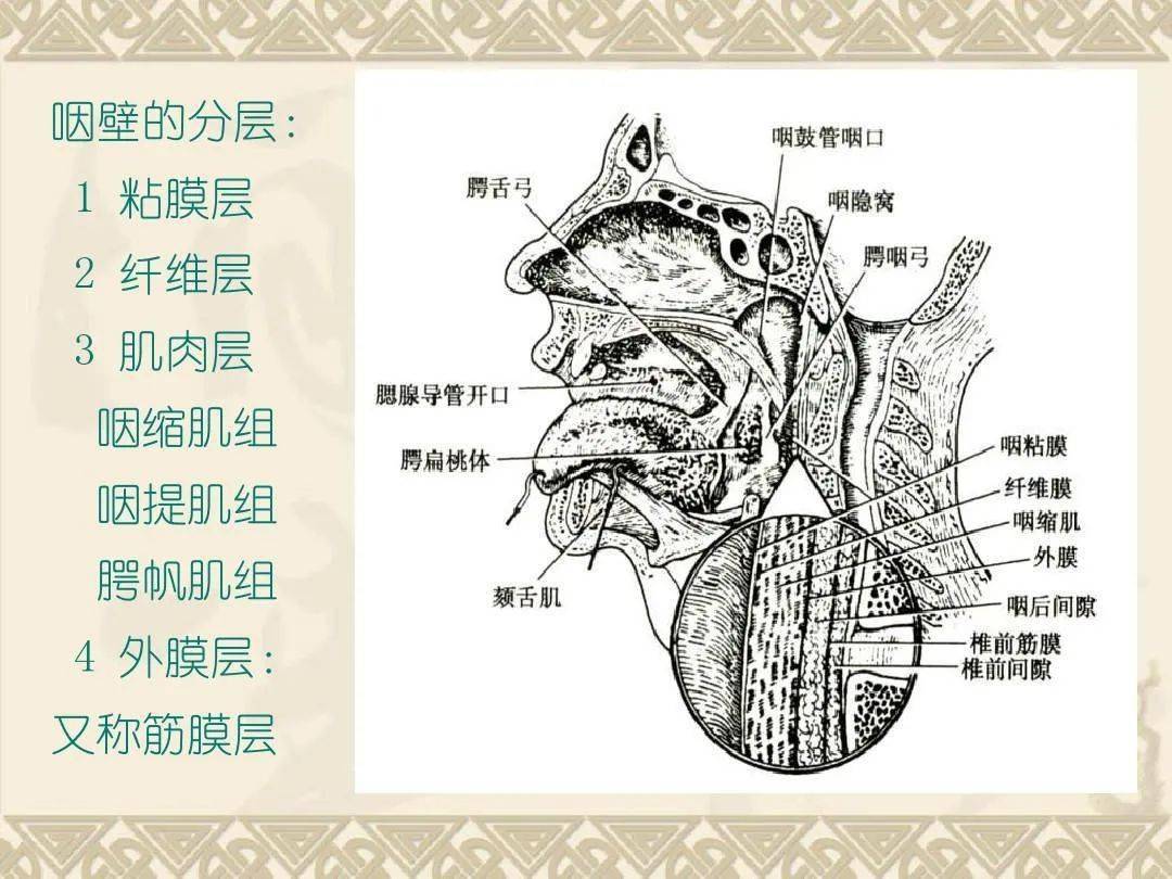 咽喉部解剖最全图解 // nhah国际芳疗师认证考试