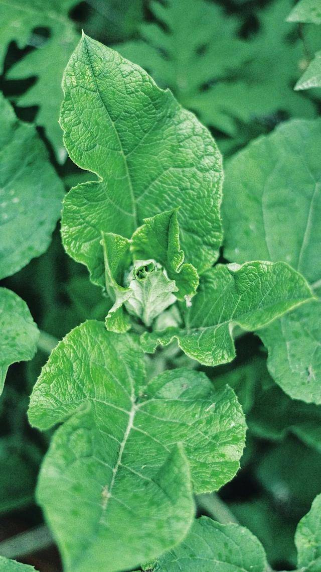 临夏这组最夏天的壁纸全部都要用一遍