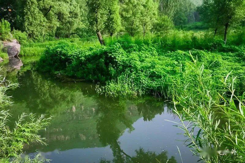 長廊蘆葦沼澤,蜿蜒河流,岸邊水草,還有那