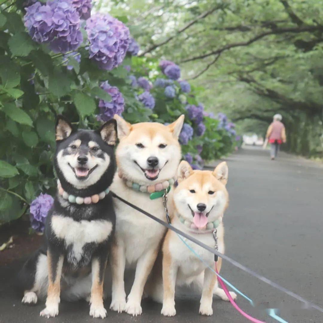 柴犬三姐妹的甜蜜日常各种合照简直就是闺蜜照模板啊