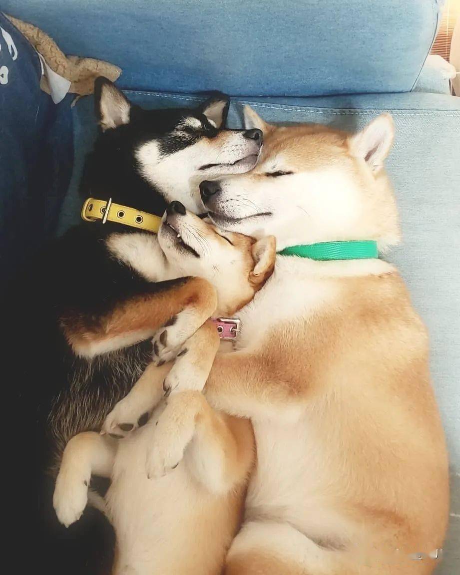 柴犬三姐妹的甜蜜日常各种合照简直就是闺蜜照模板啊