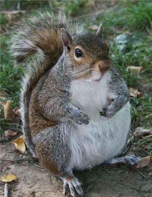 这些吃货松鼠们都胖成球了!