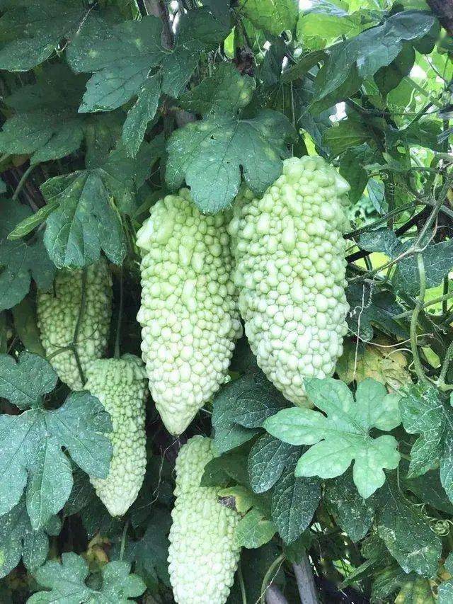 这个瓜苦但吃不到才最苦吧