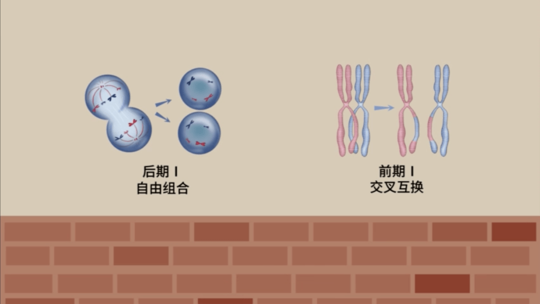 基因重组图像图片