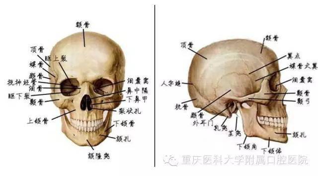面部骨骼解剖图解大全图片