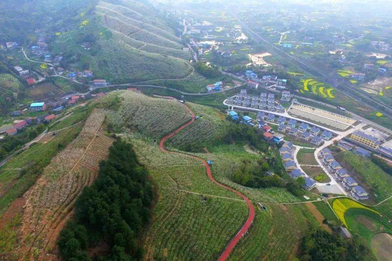 农业产业强镇丨四川省华蓥市禄市镇 四大抓手引领蜜梨产业结新果