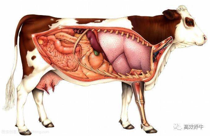 牛瓣胃注射图片