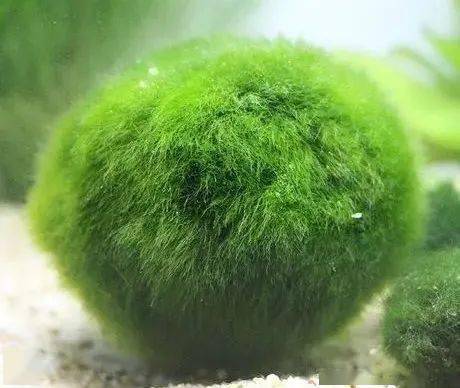 家里鱼缸的水老是变绿?让我心烦不已,该怎么处理?_小球藻